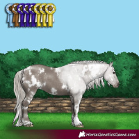 Horse Color:White Spotted Silver Grullo 