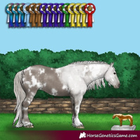 Horse Color:White Spotted Silver Grullo 