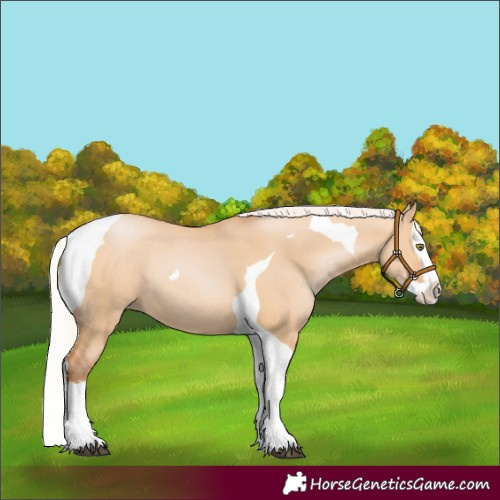 Horse Color:Silver Bay Pearl Dun Splash Tobiano Rabicano 