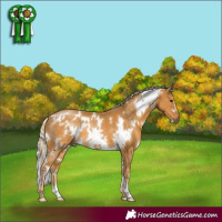 Horse Color:White Spotted Palomino 