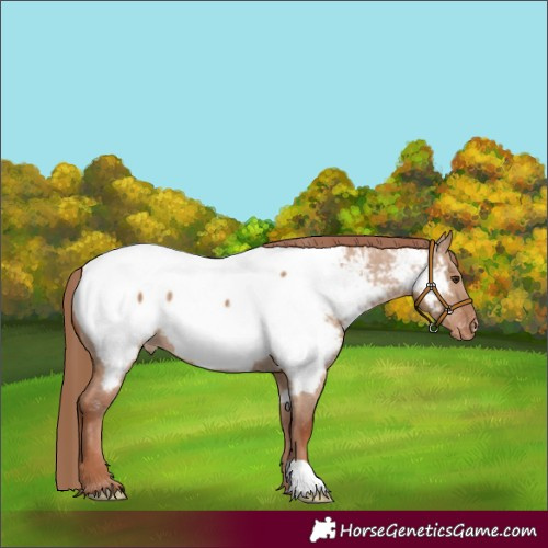 Horse Color:Red Dun Appaloosa 