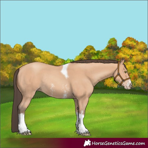 Horse Color:Amber Champagne Sabino Tobiano Rabicano 