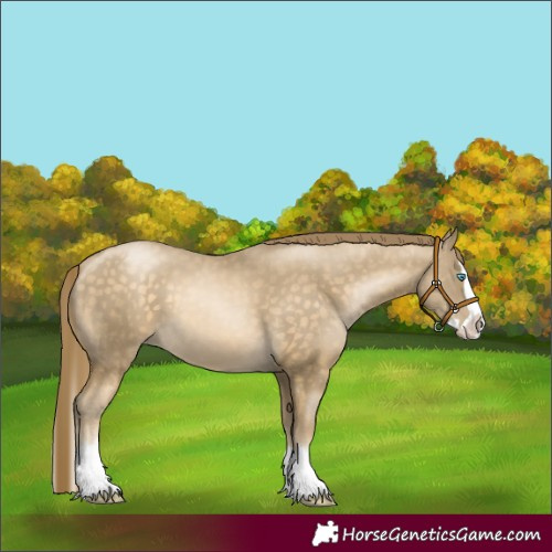 Horse Color:Buckskin Pearl Splash 