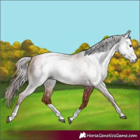 Horse Color:Gray Chestnut 
