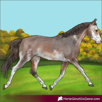Horse Color:Bay Sabino Appaloosa Rabicano