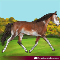 Horse Color:Bay Sabino Appaloosa Rabicano 