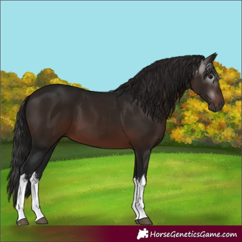 Horse Color:Gray White Spotted Bay