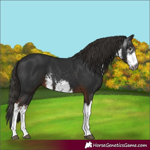 Horse Color:Gray White Spotted Liver Chestnut