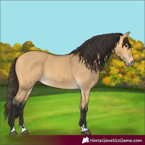 Horse Color:Buckskin Dun 