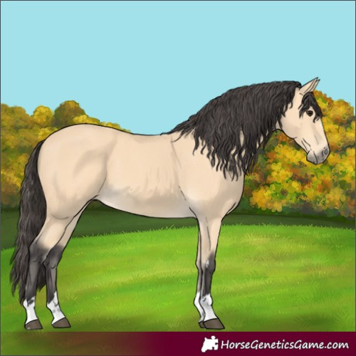 Horse Color:Buckskin 