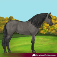 Horse Color:Grullo 