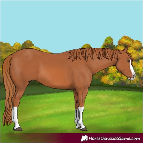 Horse Color:Chestnut Splash 