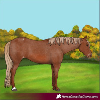 Horse Color:Chestnut Appaloosa 