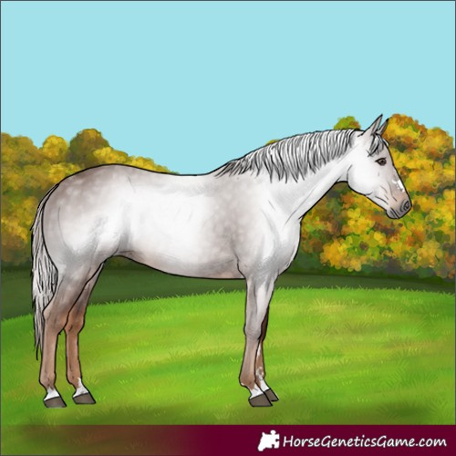 Horse Color:Gray Chestnut 