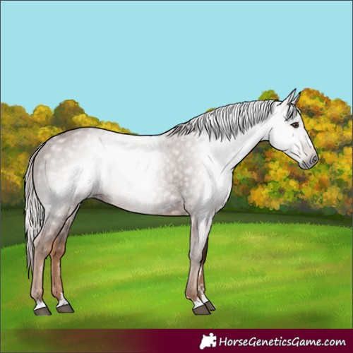 Horse Color:Gray Chestnut 