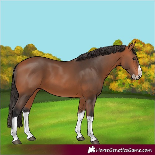 Horse Color:Bay Splash Frame