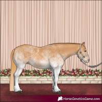 Horse Color:White Spotted Chestnut