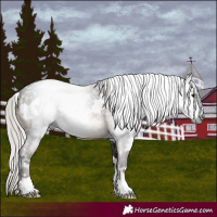 Horse Color:Gray White Spotted Silver Brown