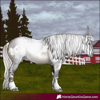 Horse Color:Gray White Spotted Silver Brown