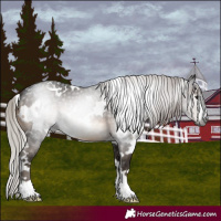 Horse Color:Gray White Spotted Silver Brown