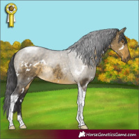 Horse Color:White Spotted Buckskin Dun Tobiano Rabicano 