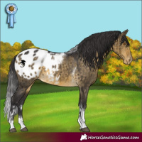 Horse Color:Buckskin Dun Tobiano Appaloosa Rabicano Brindle 