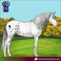 Horse Color:Buckskin Dun Sabino Tobiano Appaloosa Rabicano 