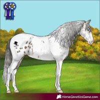Horse Color:Buckskin Dun Sabino Tobiano Appaloosa Rabicano 