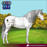 Horse Color:Buckskin Dun Sabino Tobiano Near Leopard Rabicano