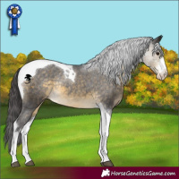 Horse Color:Buckskin Sabino Tobiano Appaloosa Rabicano 