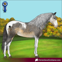 Horse Color:Buckskin Sabino Tobiano Varnish Rabicano 
