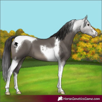 Horse Color:Smoky Grullo Tobiano 