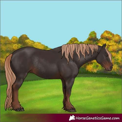 Horse Color:Liver Chestnut Rabicano 