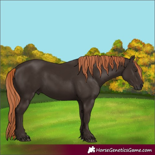 Horse Color:Liver Chestnut Rabicano 