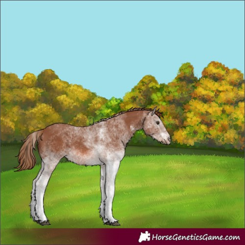 Horse Color:White Spotted Chestnut 