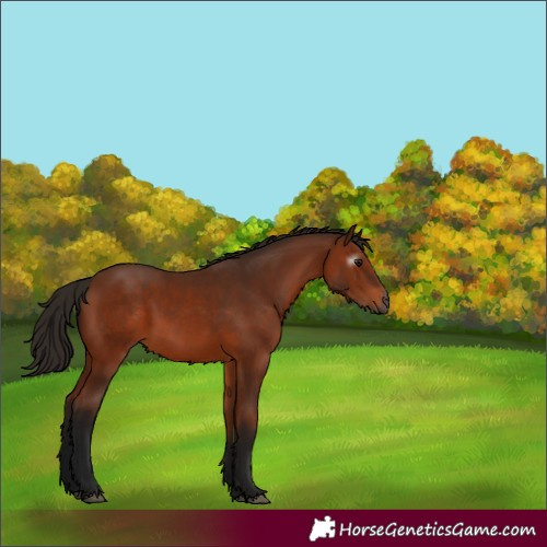 Horse Color:Gray Bay 