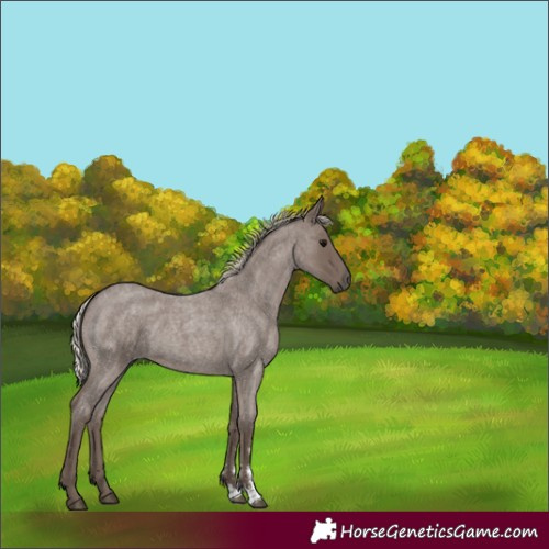 Horse Color:Silver Blue Roan Sabino 