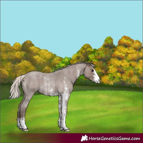 Horse Color:Silver Blue Roan Sabino 
