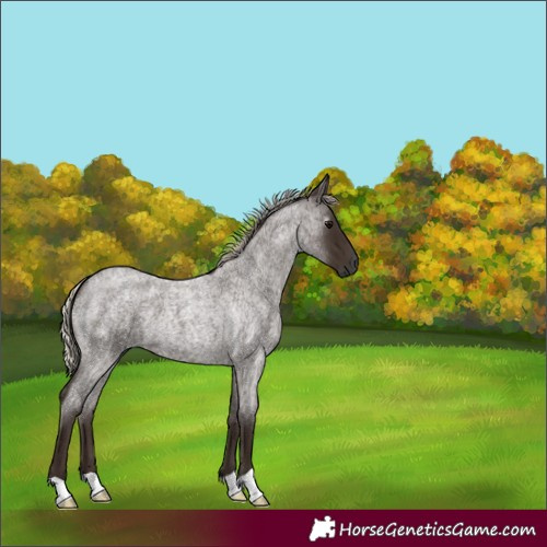 Horse Color:Gray Silver Blue Roan 