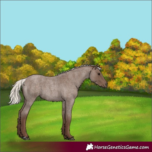 Horse Color:Silver Blue Roan 