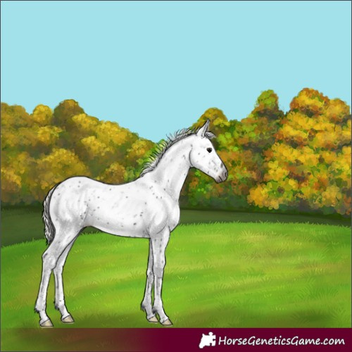 Horse Color:Gray Silver Black Sabino 