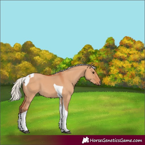 Horse Color:Silver Bay Dun Tobiano 