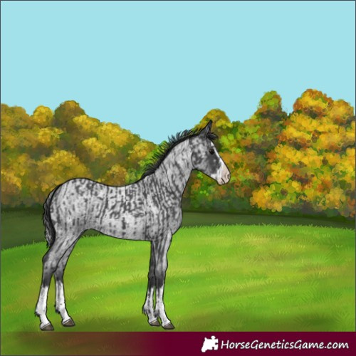 Horse Color:Black Sabino  and Blue Roan Splash 