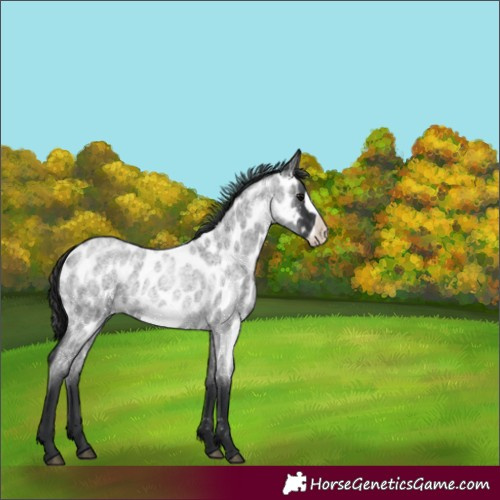 Horse Color:Blue Roan Frame Appaloosa 
