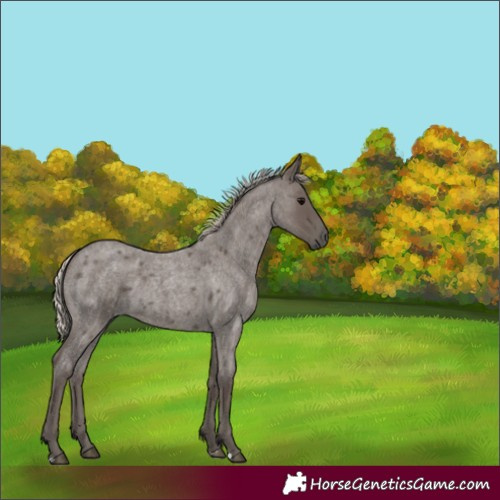 Horse Color:Silver Blue Roan 