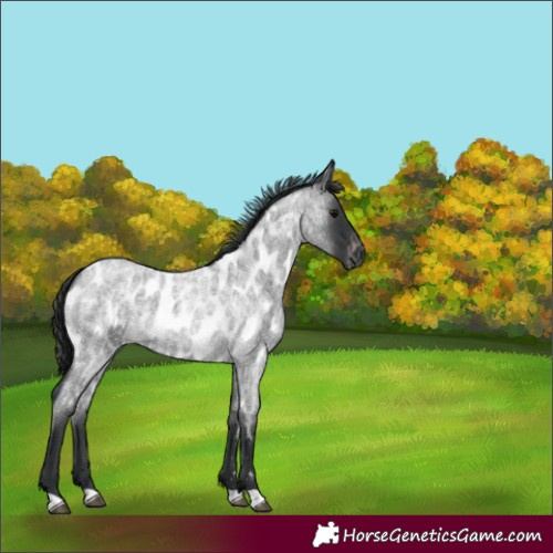 Horse Color:Blue Roan Appaloosa 