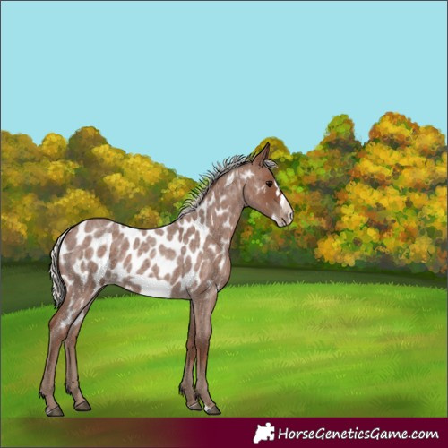 Horse Color:Silver Blue Roan Frame Appaloosa 