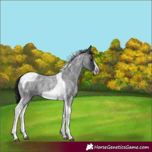 Horse Color:Blue Roan Tobiano Frame 