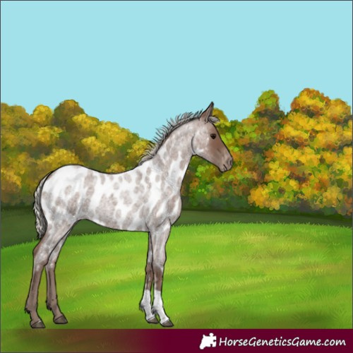Horse Color:Silver Blue Roan Tobiano Appaloosa 