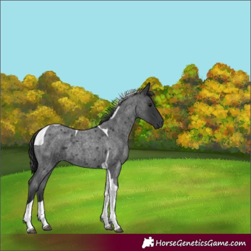 Horse Color:Blue Roan Tobiano 